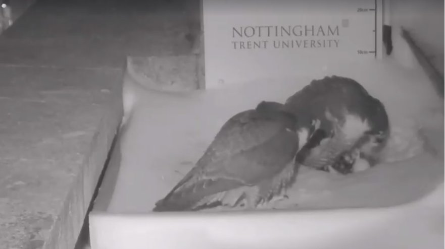 The first egg arrives in the NTU falcon nest
