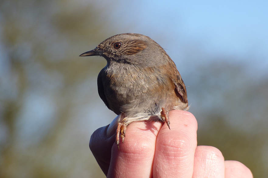 Bird ringing