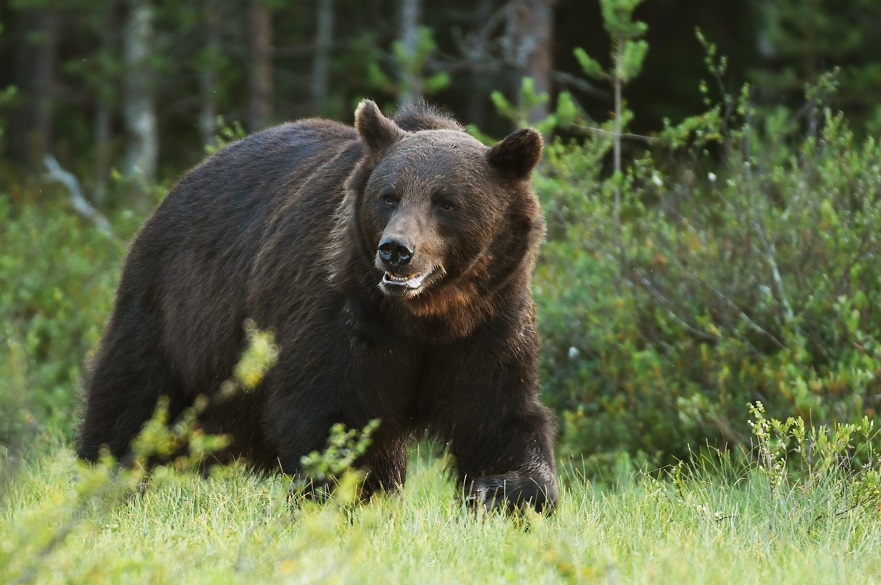 Brown bear