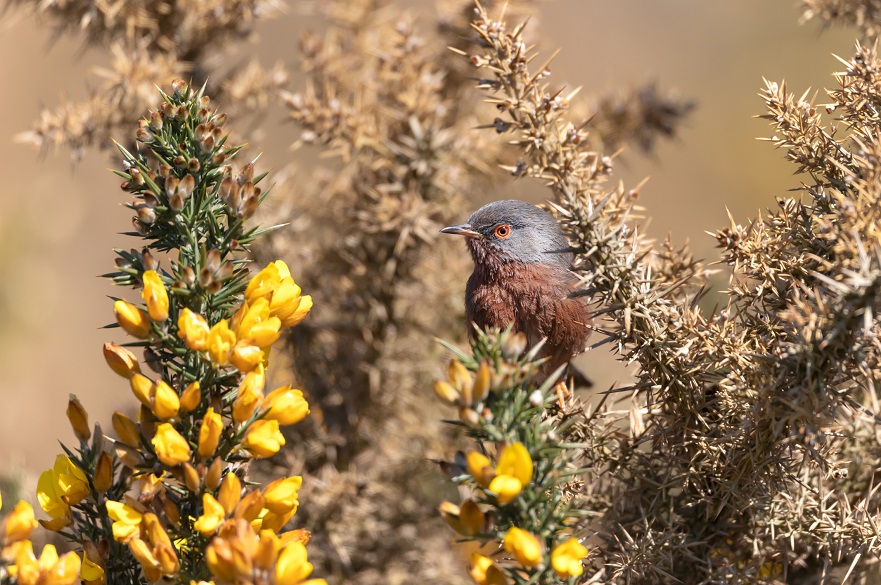 Dartford Warbler