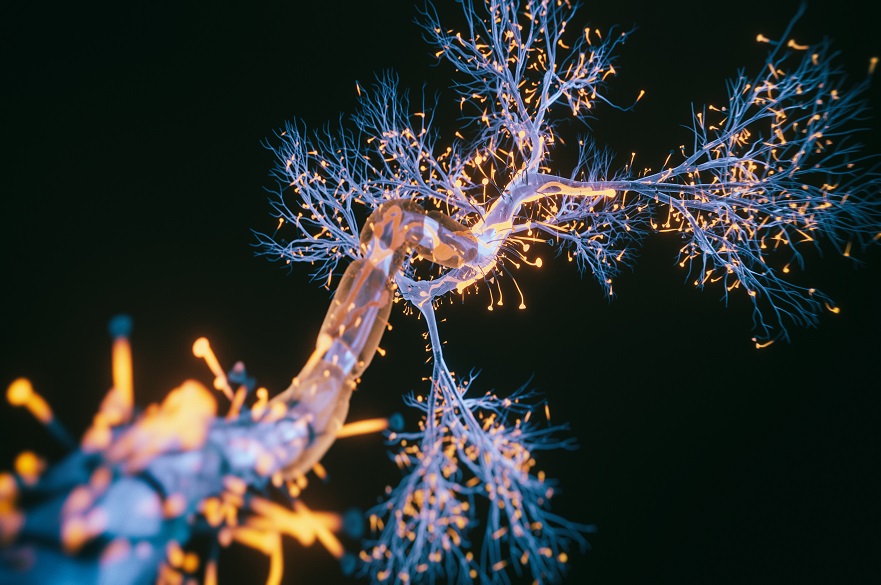 Neuron cell