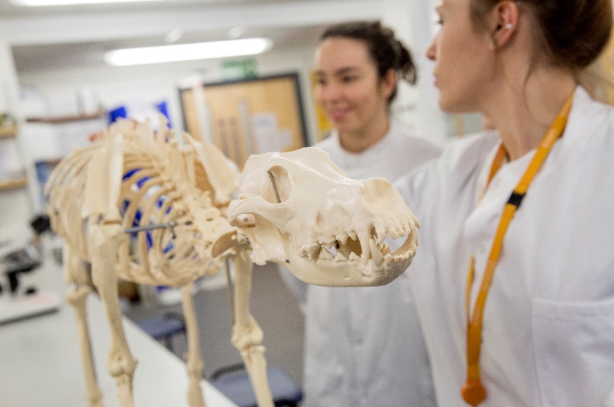 BSc Zoo Biology - Students study a skeletal model to learn about animal anatomy and physiology