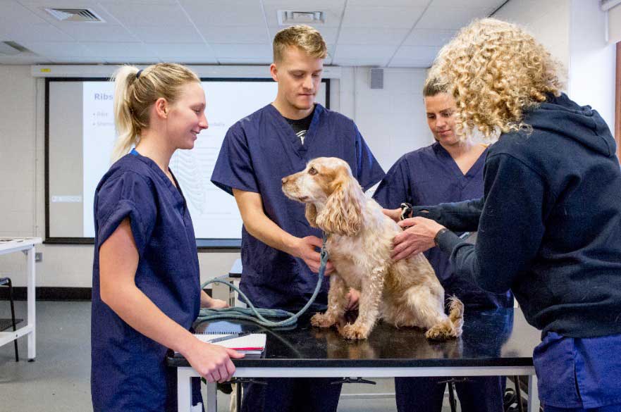 Veterinary nursing students learn how to assess a dog