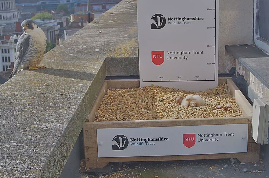 A peregrine falcon standing on a ledge next to it's nest with two chicks