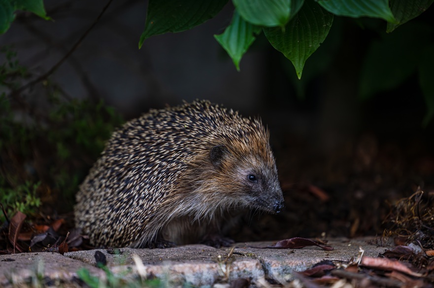 Hedgehog