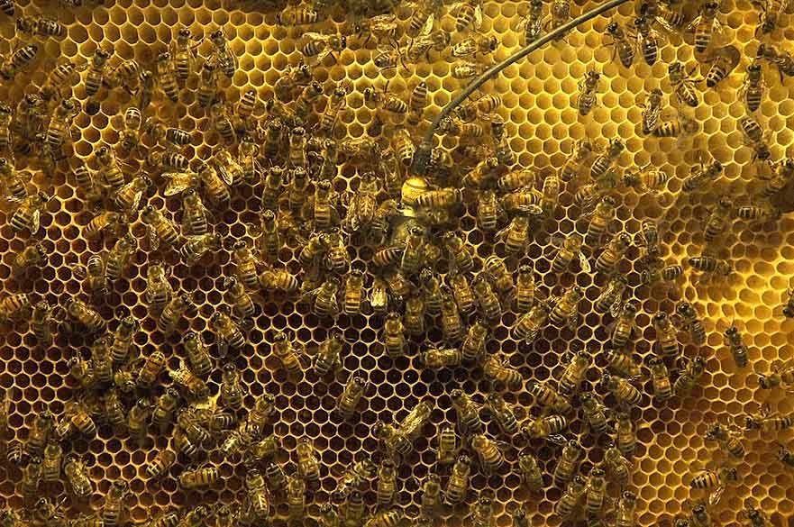 Bees on hive
