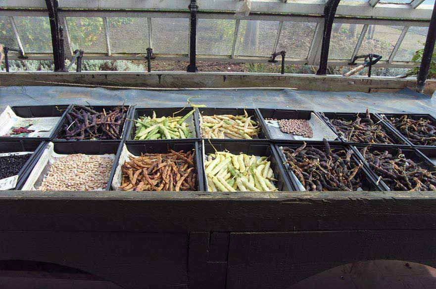 Beans drying