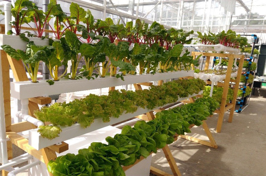 Hydroponic growing system in greenhouse 
