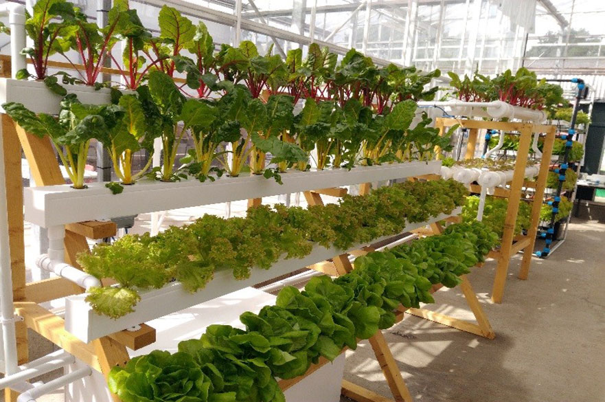 Hydroponic growing system in greenhouse