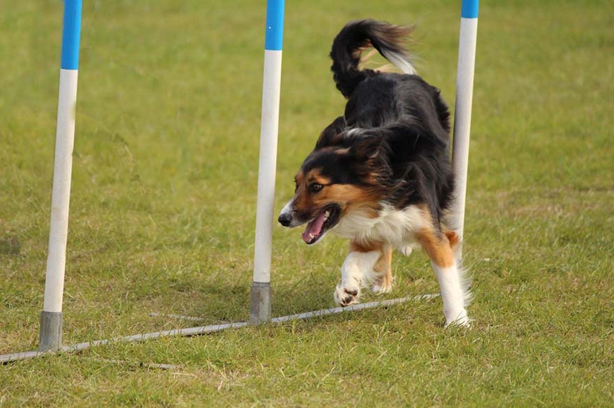 Dog Running Between Agility Cones 