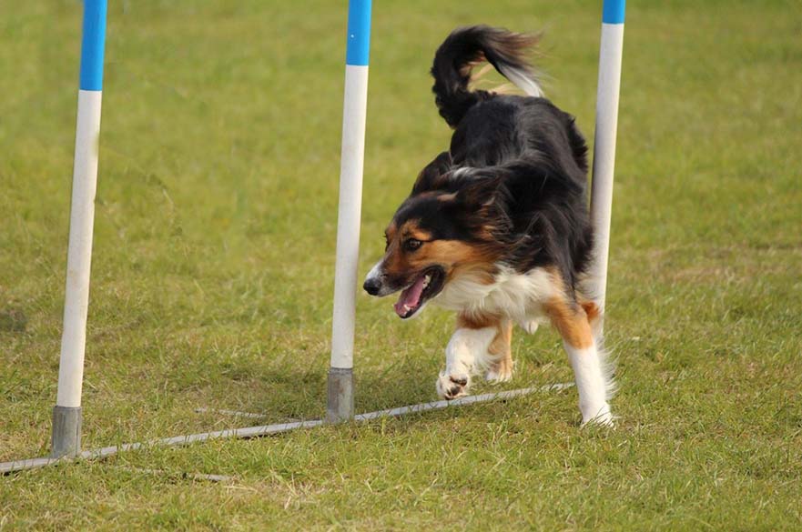 Dog Running Between Agility Cones