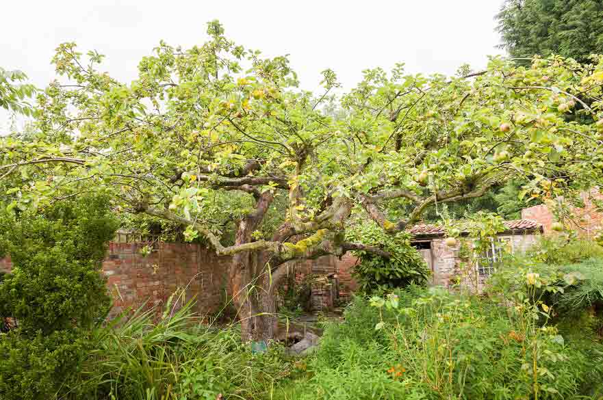 Bramley apple tree