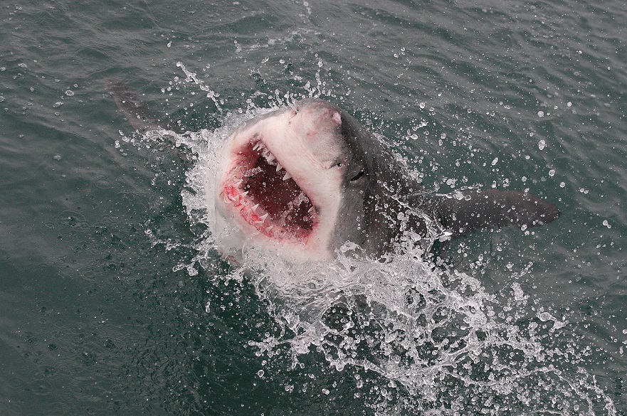 Juvenile great white sharks select ‘training grounds’ where they can