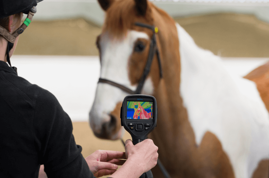 Equestrian student using heat mapping on a horse