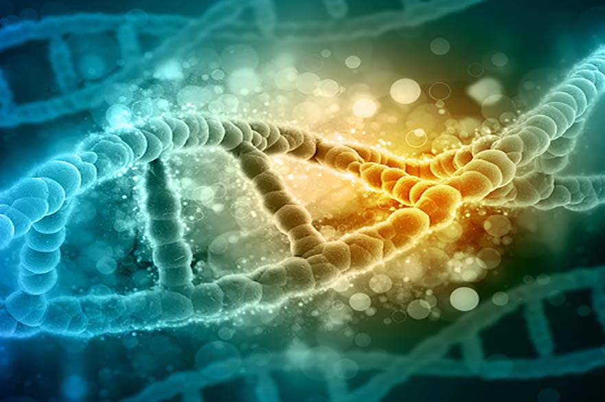 SPAG5 gene