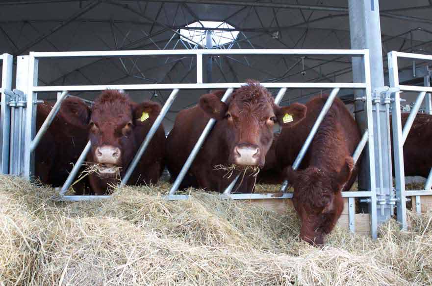 Cows eating hay