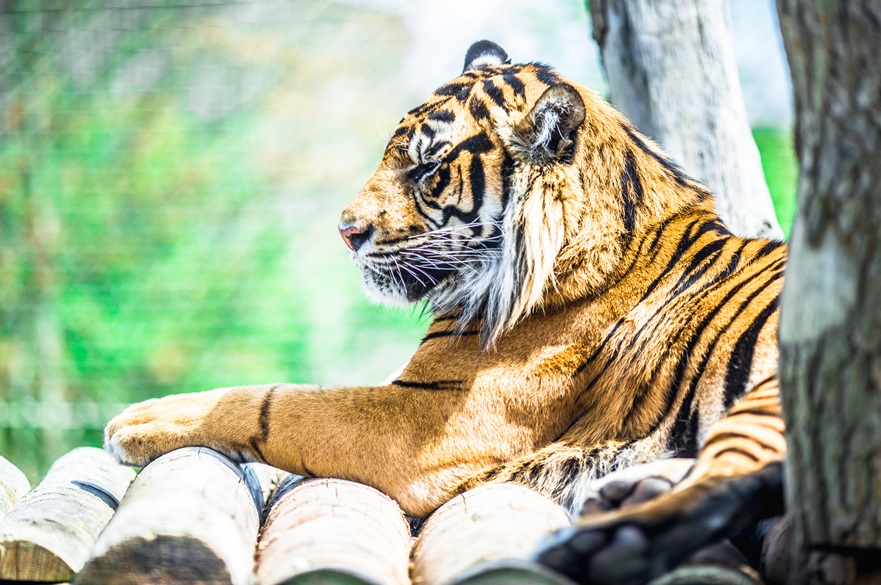 A tiger relaxes at a UK zoo 