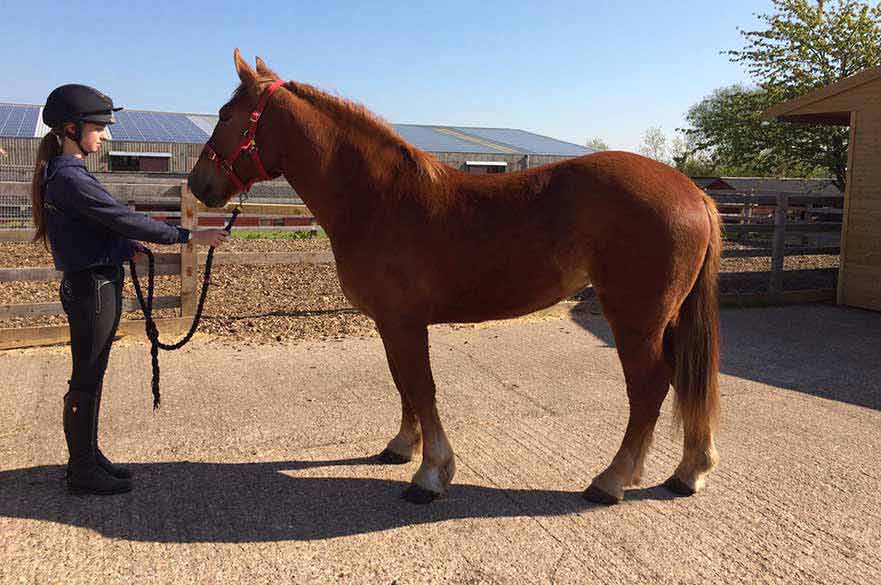 Suffolk Punch Horse Ruby