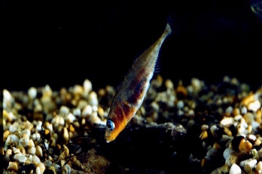 Stickleback