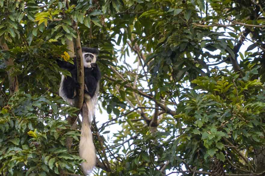 Brackenhurst Kenya Forest