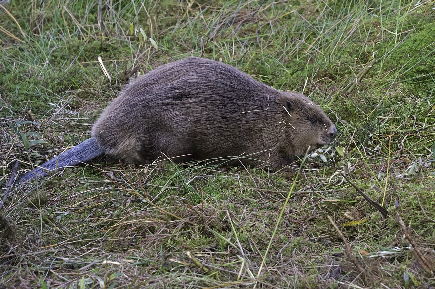 Male beaver