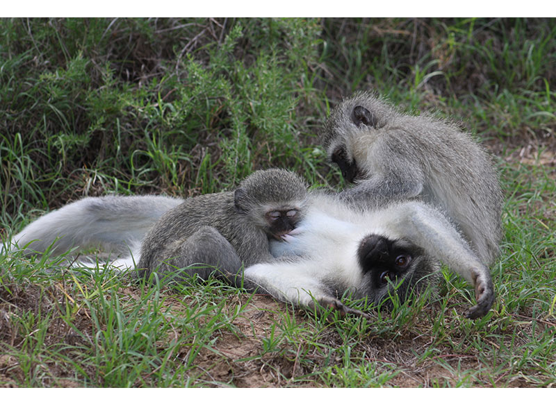 Vervet mother lying on the ground with two infants while one feeds