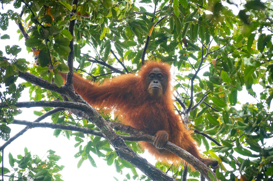 Tapanuli orangutan (Credit: Orangutan Information Centre)