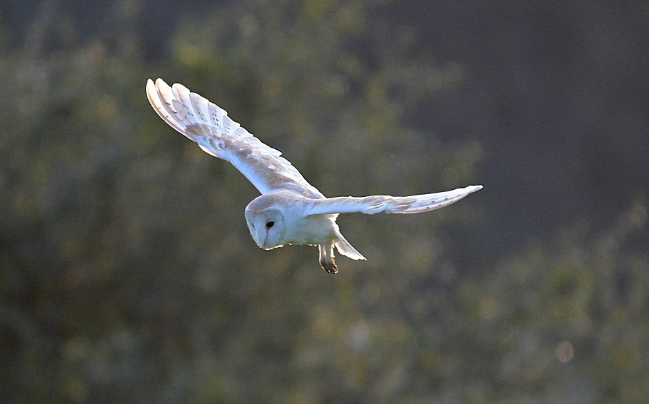 Barn owl