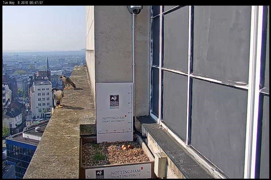 Two falcons on Newton