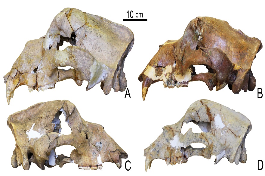 Cave bear skulls