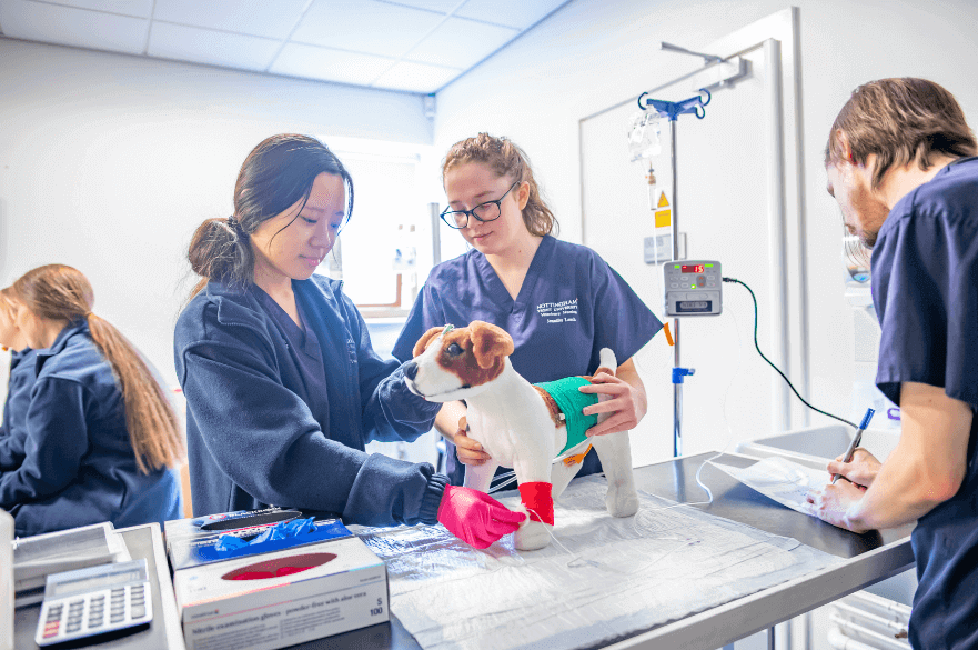 Students practising their veterinary skills on a canine mannequin
