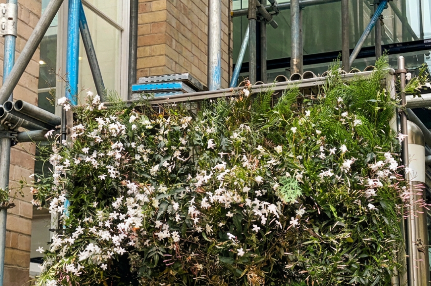 Decorative hedgerow temporary fencing on a construction site, placed in front of scaffolding.