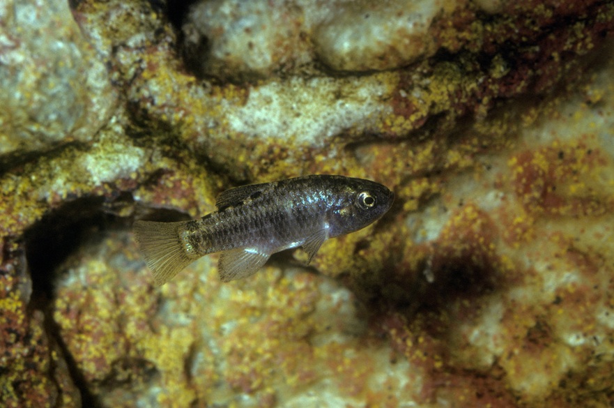 Pupfish