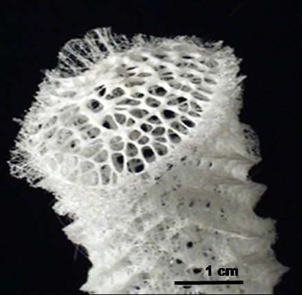 Silicified sponge