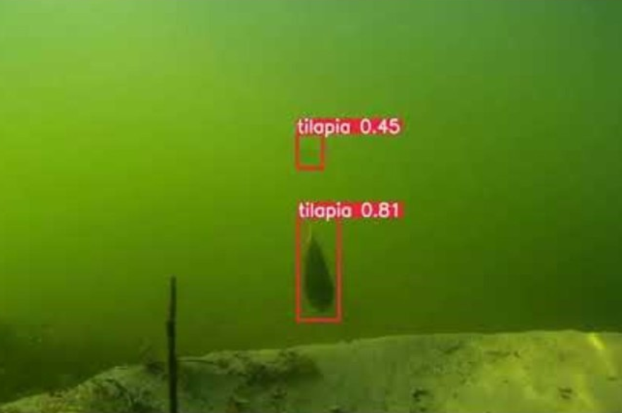 Two fish detected in green underwater footage, with red boxes labelling them as tilapia and displaying confidence scores.