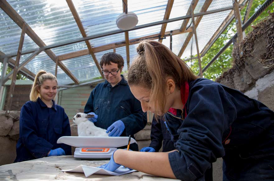 Students weighing a rabbit