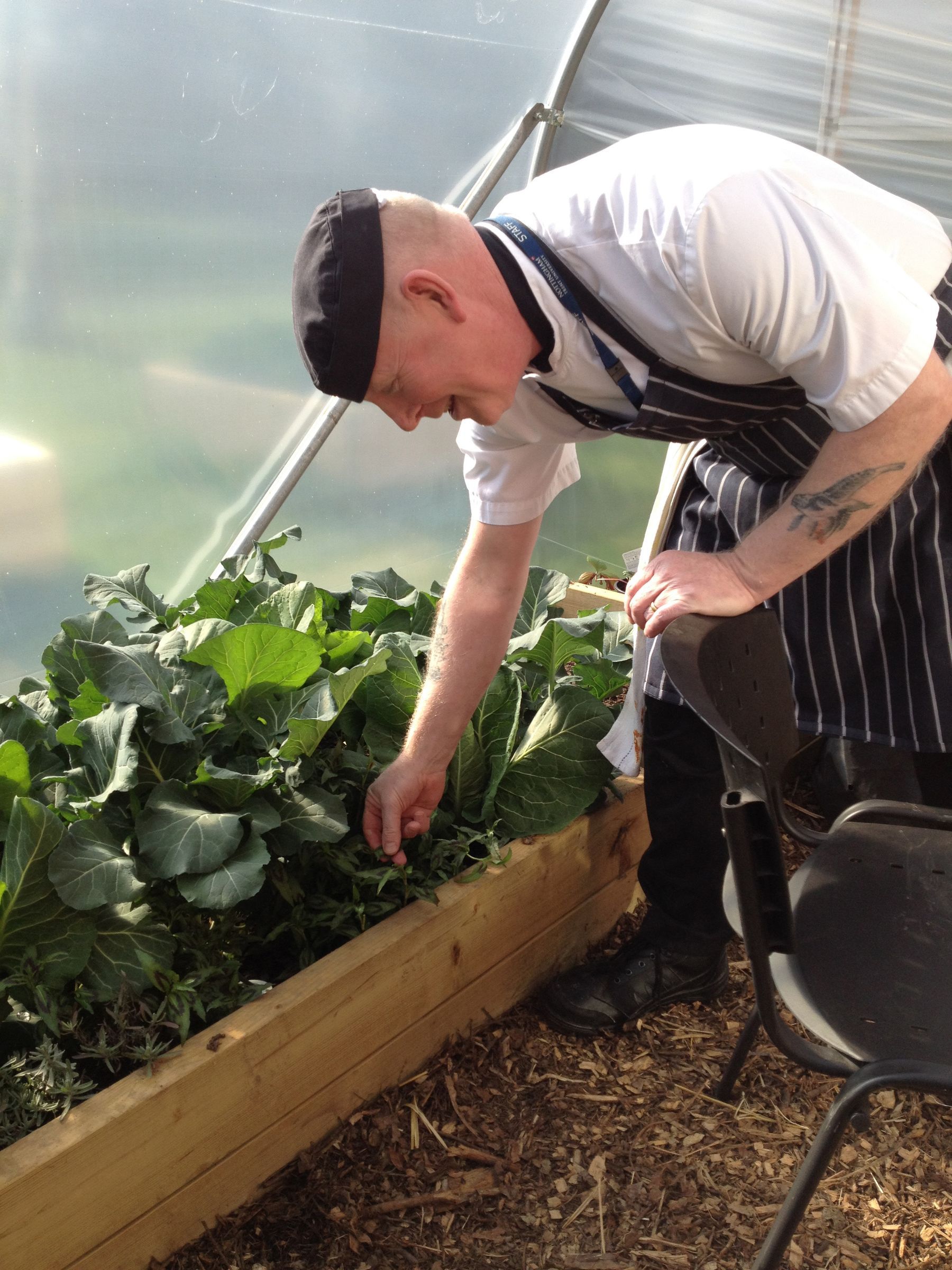 Chef picking herbs