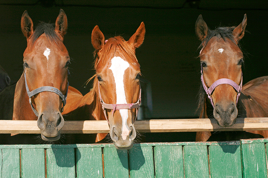 Horses in stable