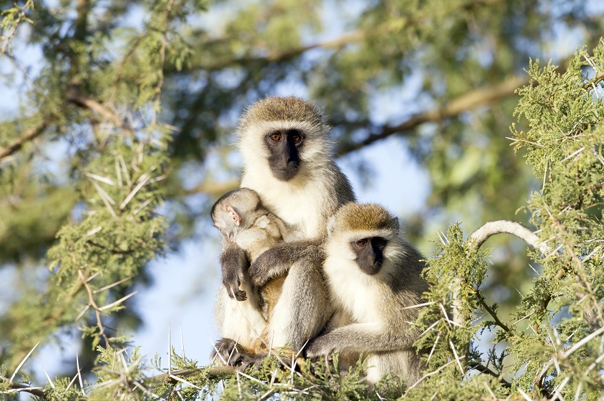 Vervet monkey with baby