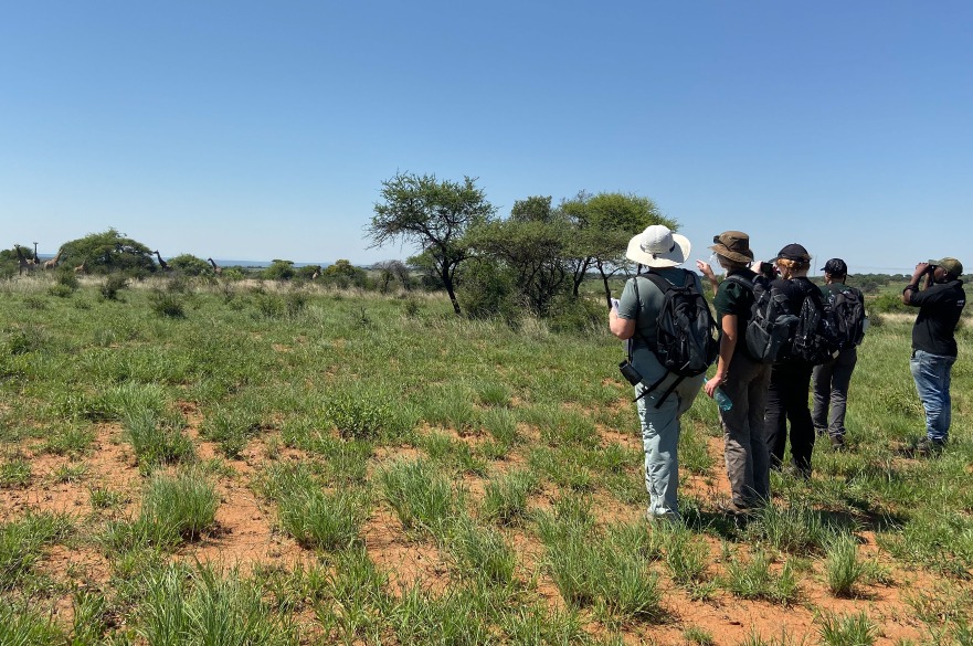 Students observing giraffes on a large mammal transect as part of the South Africa field course