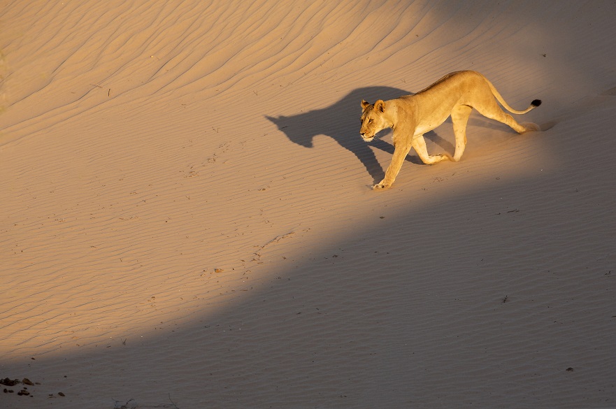 Lioness