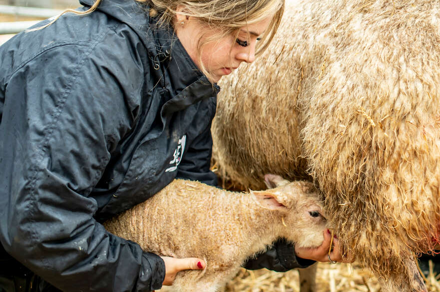 Agriculture student helping newborn lamb feed