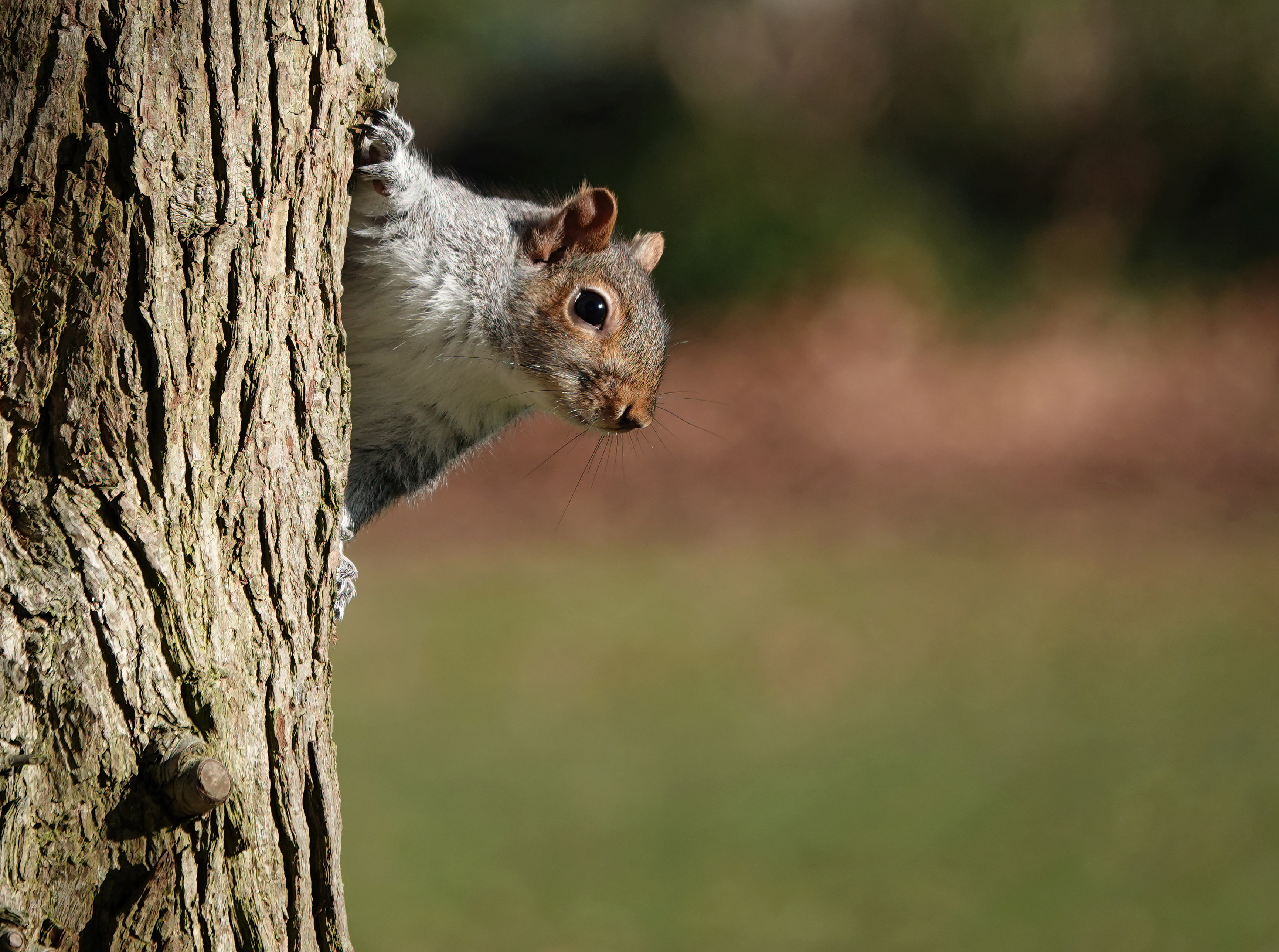 A grey squirrel peeking from behind a tree
