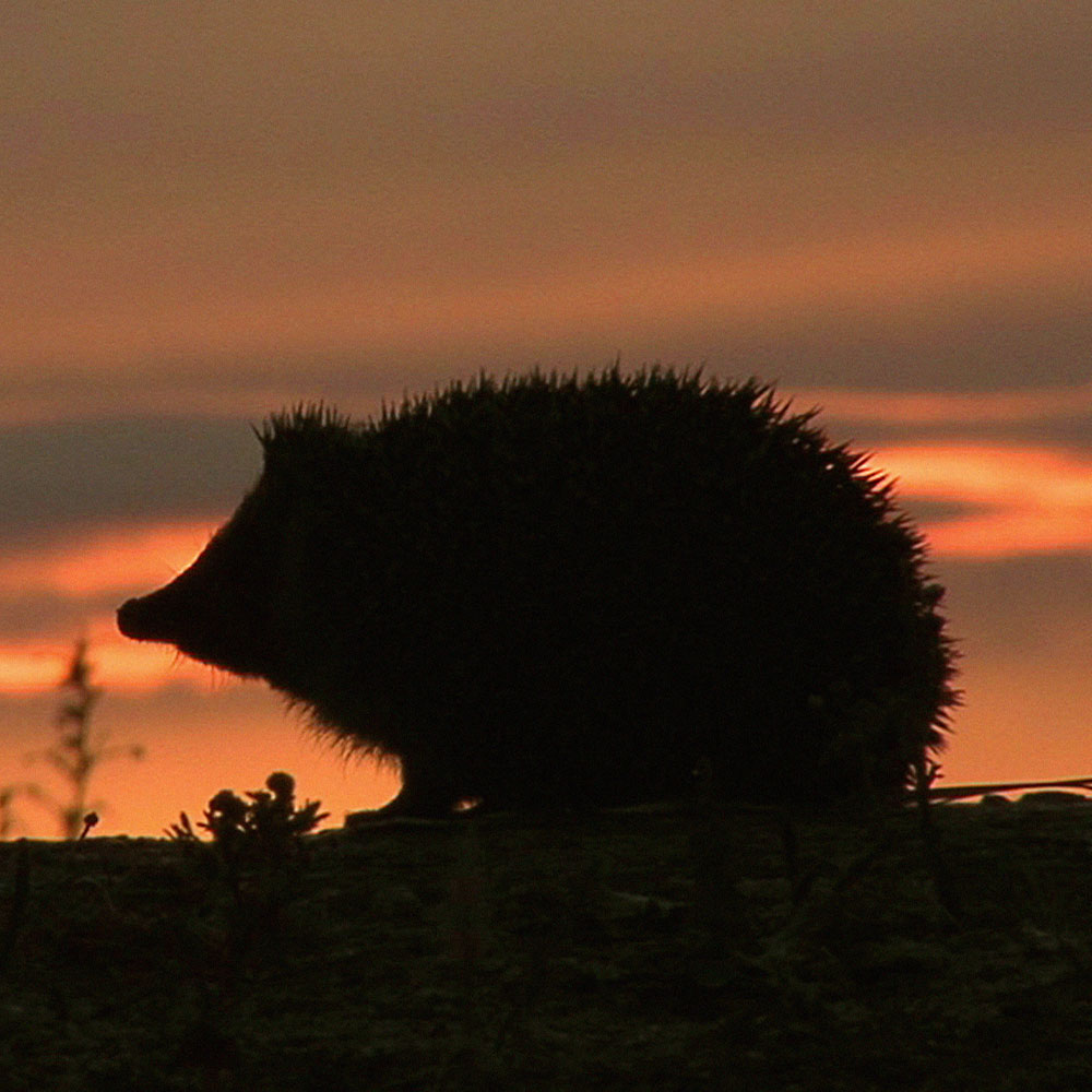 Hedgehog