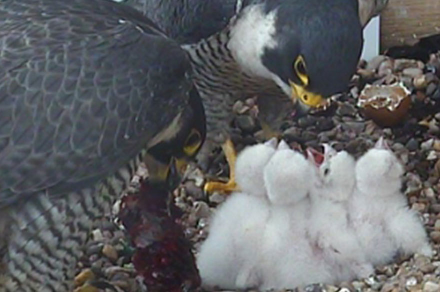 Peregrine feeding