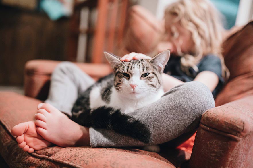 Do Copy Cats Really Exist New Study Shows That Cats May Reflect Their Do Copy Cats Really Exist New Study Shows That Cats May Reflect Their