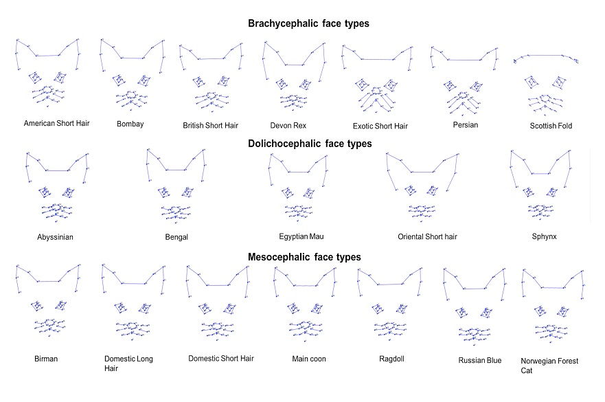 Cat face types