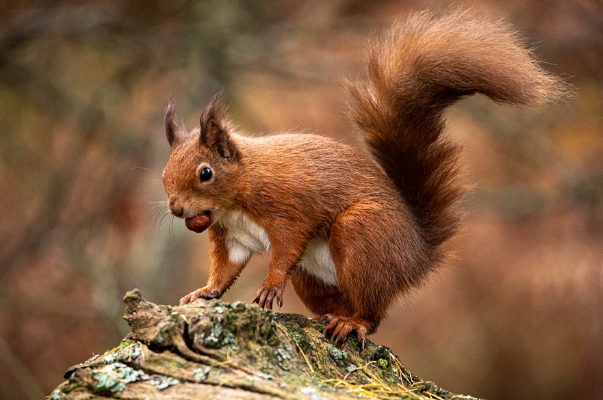 Traffic can for half of red squirrel deaths in urban populations, study suggests | Nottingham University