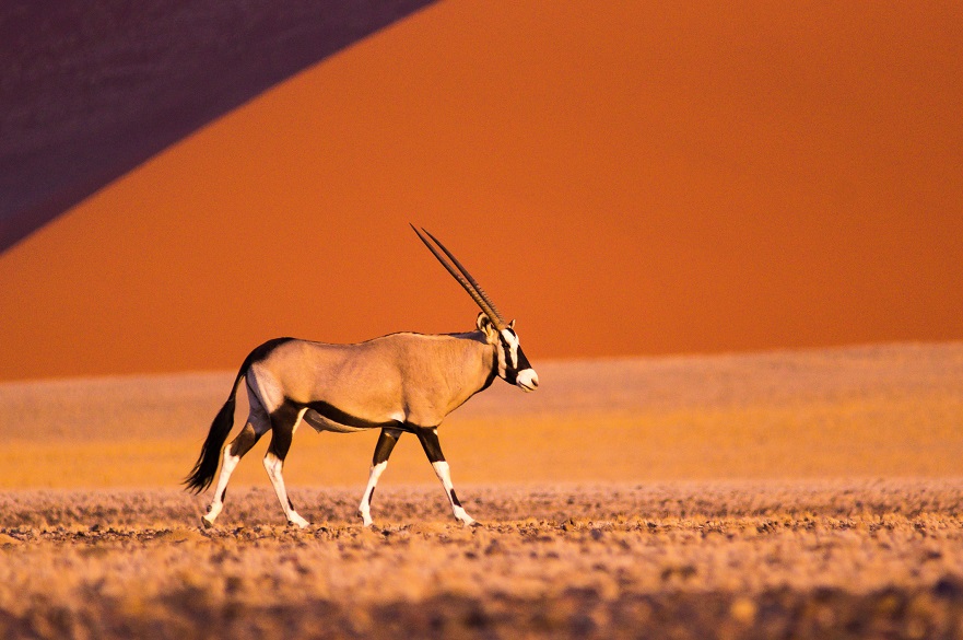 Oryx