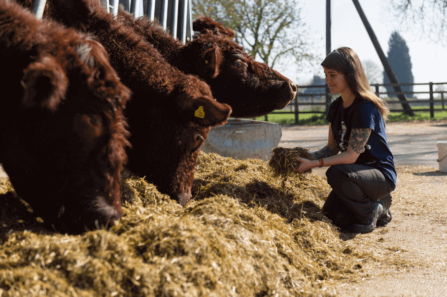Student feeding Lincoln Red Cattle at the roundhouse on Brackenhurst Campus